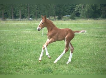 KWPN, Hengst, , 165 cm, Fuchs