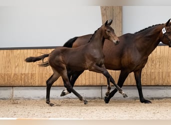 KWPN, Hengst, Fohlen (03/2025), 168 cm, Dunkelbrauner