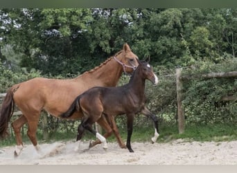 KWPN, Hengst, Fohlen (05/2024), 168 cm, Dunkelbrauner