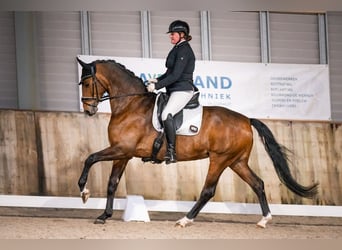 KWPN, Hengst, Fohlen (04/2025), 168 cm, Schwarzbrauner