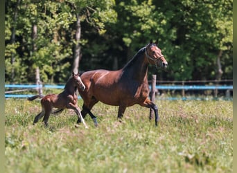 KWPN, Hengst, Fohlen (04/2025), 168 cm, Schwarzbrauner