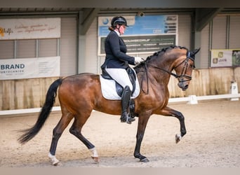 KWPN, Hengst, Fohlen (04/2025), 168 cm, Schwarzbrauner