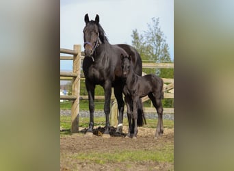 KWPN, Hengst, Fohlen (04/2024), 168 cm, Schwarzbrauner