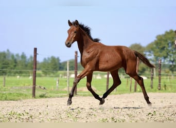 KWPN, Hengst, Fohlen (03/2024), 170 cm, Brauner