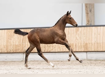 KWPN, Hengst, Fohlen (07/2026), 170 cm, Brauner