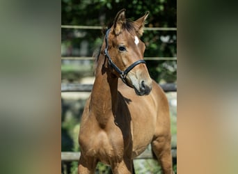 KWPN, Hengst, Fohlen (04/2026), 170 cm
