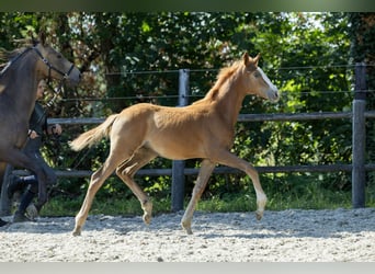 KWPN, Hengst, Fohlen (04/2026), 170 cm
