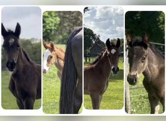 KWPN, Hengst, Fohlen (04/2025), 170 cm