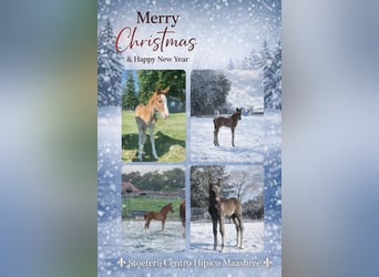 KWPN, Hengst, Fohlen (04/2025), 170 cm