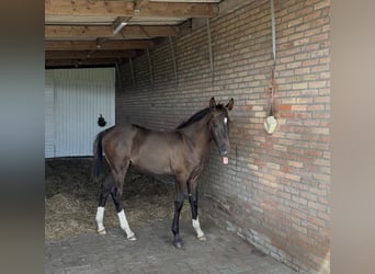 KWPN Mix, Hengst, Fohlen (01/2025), 170 cm, Dunkelbrauner