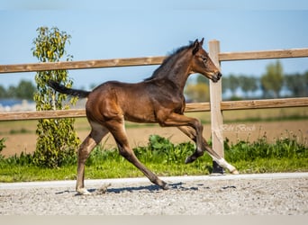 KWPN, Hengst, , 170 cm, Dunkelbrauner
