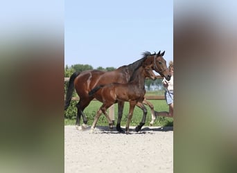KWPN, Hengst, , 170 cm, Dunkelbrauner