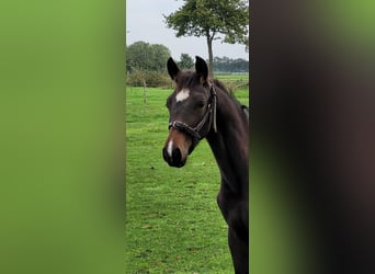 KWPN, Hengst, Fohlen (05/2023), 170 cm, Dunkelbrauner