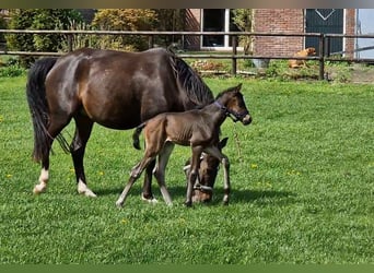 KWPN, Hengst, Fohlen (04/2024), 170 cm, Dunkelbrauner