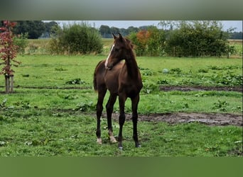 KWPN, Hengst, Fohlen (04/2024), 170 cm, Dunkelbrauner