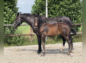 KWPN, Hengst, Fohlen (04/2025), 170 cm, Dunkelbrauner