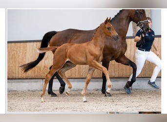 KWPN, Hengst, Fohlen (07/2025), 170 cm, Dunkelfuchs