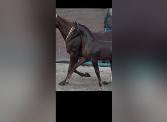 KWPN, Hengst, Fohlen (03/2026), 170 cm, Fuchs
