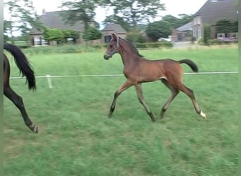 KWPN, Hengst, Fohlen (06/2025), 170 cm, Schwarzbrauner