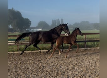 KWPN, Hengst, Fohlen (05/2025), 170 cm, Schwarzbrauner