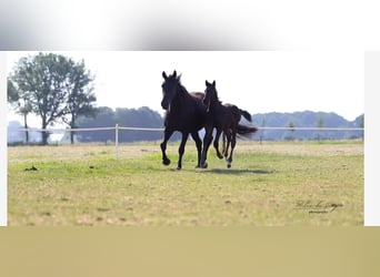 KWPN, Hengst, , 170 cm, Schwarzbrauner