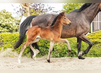 KWPN, Hengst, Fohlen (03/2026), 173 cm, Dunkelbrauner
