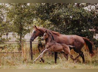 KWPN, Hengst, Fohlen (01/2025), 175 cm, Rappe