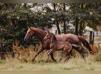KWPN, Hengst, Fohlen (01/2025), 175 cm, Rappe