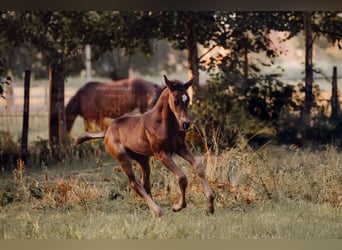 KWPN, Hengst, Fohlen (01/2025), 175 cm, Rappe