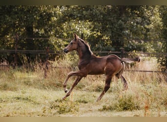 KWPN, Hengst, Fohlen (01/2025), 175 cm, Rappe
