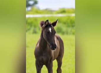 KWPN, Hengst, Fohlen (03/2026), 175 cm, Rappe