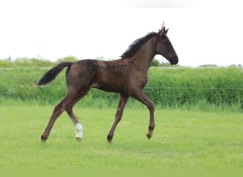KWPN, Hengst, Fohlen (03/2026), 175 cm, Rappe