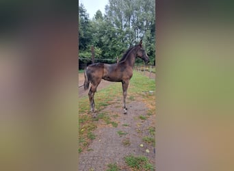 KWPN, Hengst, Fohlen (06/2025), 175 cm, Rappe