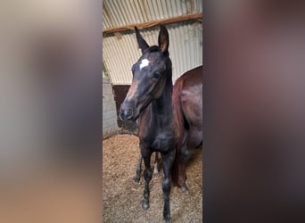 KWPN, Hengst, Fohlen (06/2025), 175 cm, Rappe
