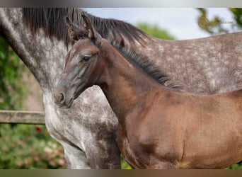 Apfelschimmel kaufen und verkaufen | ehorses.de