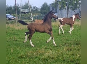 KWPN Mix, Hengst, Fohlen (05/2025), Brauner
