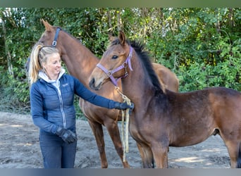 KWPN, Hengst, Fohlen (04/2025), Brauner