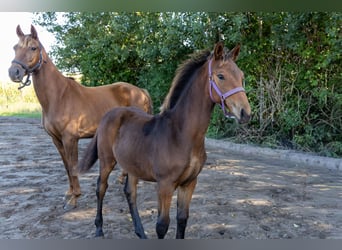 KWPN, Hengst, Fohlen (04/2025), Brauner
