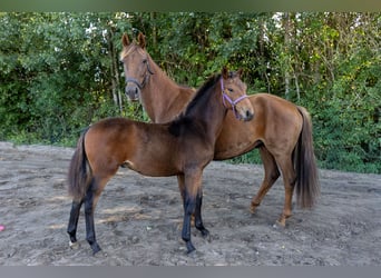 KWPN, Hengst, Fohlen (04/2025), Brauner