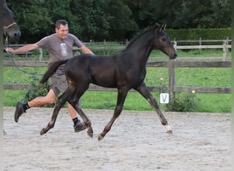 KWPN, Hengst, Fohlen (06/2024), Brauner