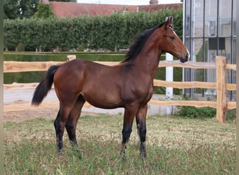 KWPN, Hengst, Fohlen (03/2025), Brauner