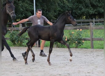 KWPN, Hengst, Fohlen (06/2024), Brauner