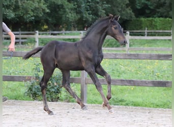 KWPN, Hengst, Fohlen (06/2024), Brauner