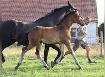 KWPN, Hengst, Fohlen (03/2025), Brauner