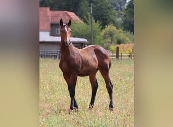 KWPN, Hengst, Fohlen (03/2025), Brauner