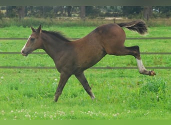 KWPN, Hengst, Fohlen (04/2025), Brauner