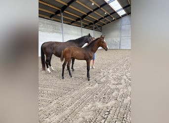 KWPN, Hengst, , Brauner