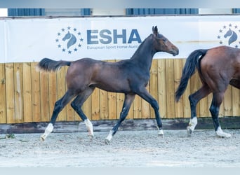 KWPN, Hengst, Fohlen (05/2025), Brauner