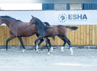 KWPN, Hengst, Fohlen (05/2025), Brauner