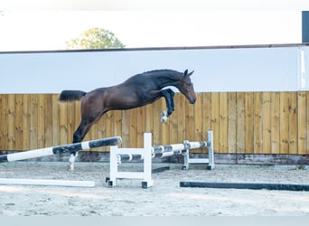KWPN, Hengst, Fohlen (05/2025), Brauner